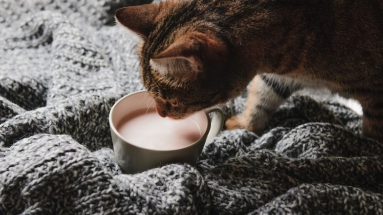 Кот пьет молоко, фото
