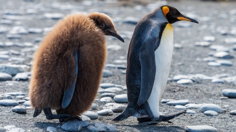Пухнастий пінгвін фото