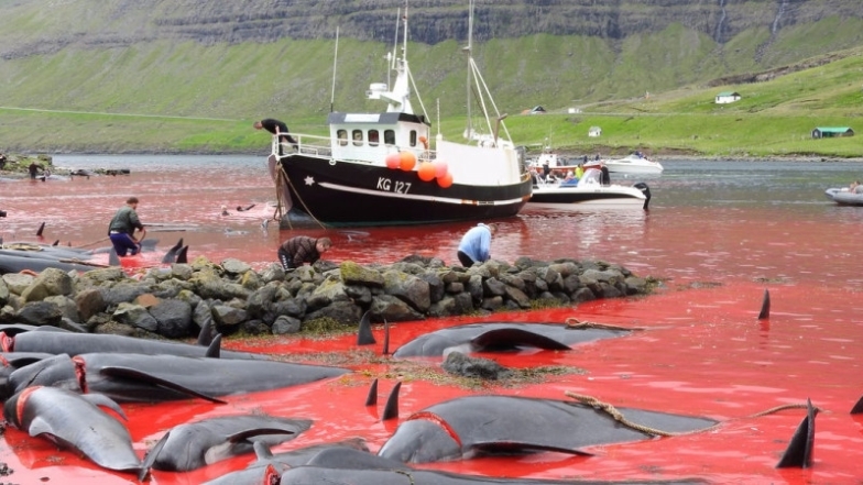 Кровавая бойня ради забавы: на Фарерах убили полторы тысячи дельфинов (ФОТО) - фото №2
