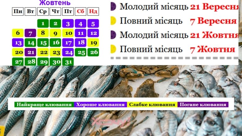 Коли клює найбільша риба