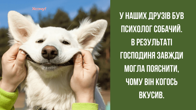 мемы о животных