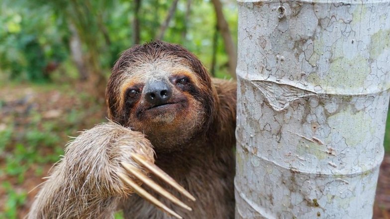 Цікаві факти про найповільніших ссавців