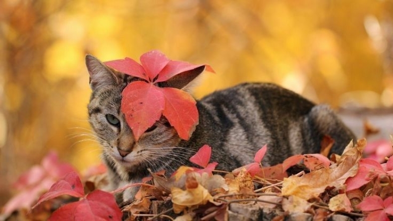 Под осенними листьями: забавные фото животных для хорошего настроения - фото №2