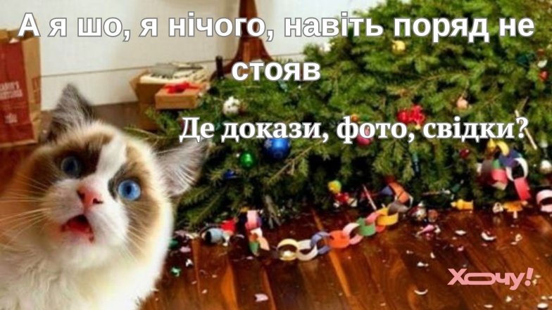 Веселі меми про ялинку та кота