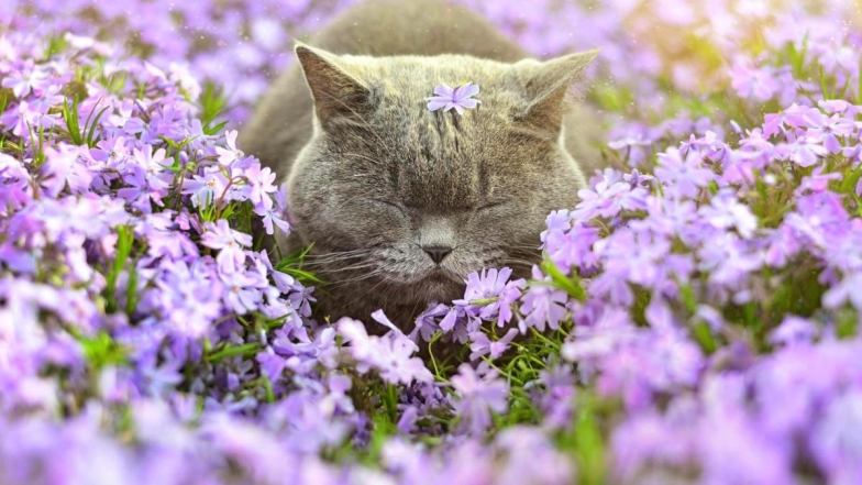 На фото котик в цветах.