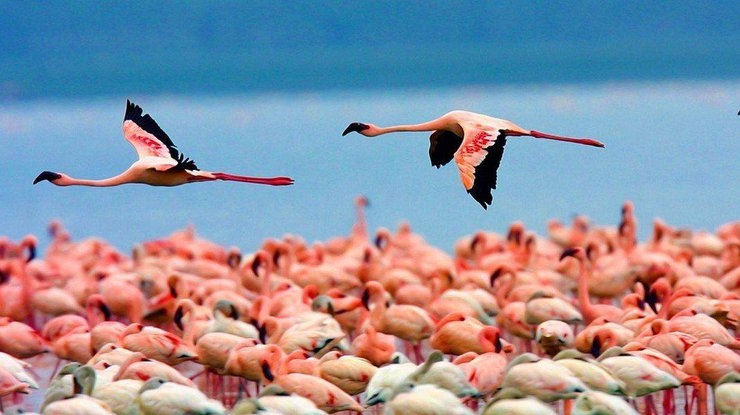 Невероятно! Розовые фламинго захватили Индию во время карантина (ФОТО) - фото №1