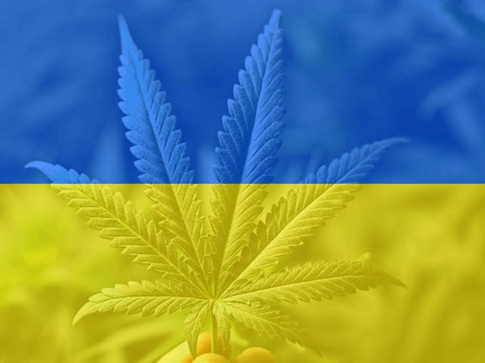 В Украине легализировали медицинский каннабис - фото №1