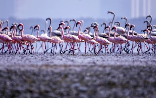 Невероятно! Розовые фламинго захватили Индию во время карантина (ФОТО) - фото №2