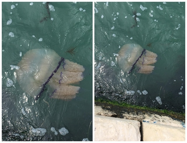 В каналах Венеции теперь живут медузы (ФОТО+ВИДЕО) - фото №2
