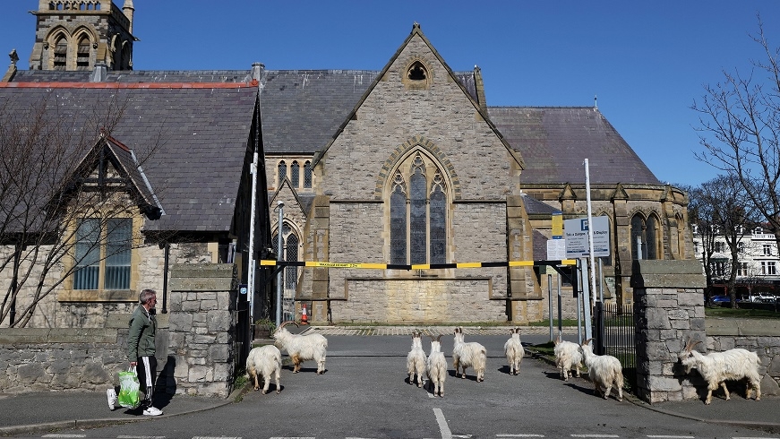 Город в Уэльсе "пленило" стадо козлов, пока местные жители самоизолировались по домам (ВИДЕО) - фото №4